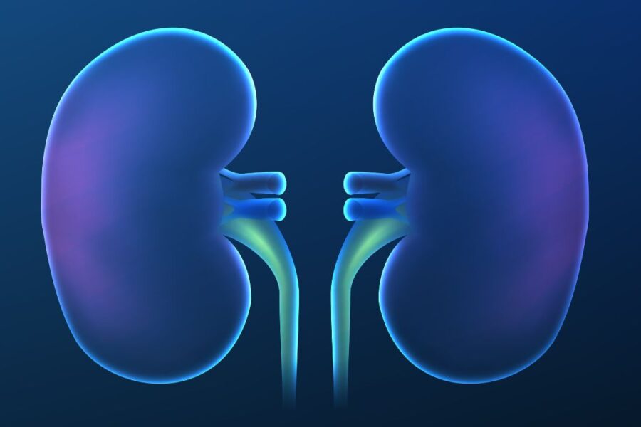 Kidney Detox What Science Really Reveals
