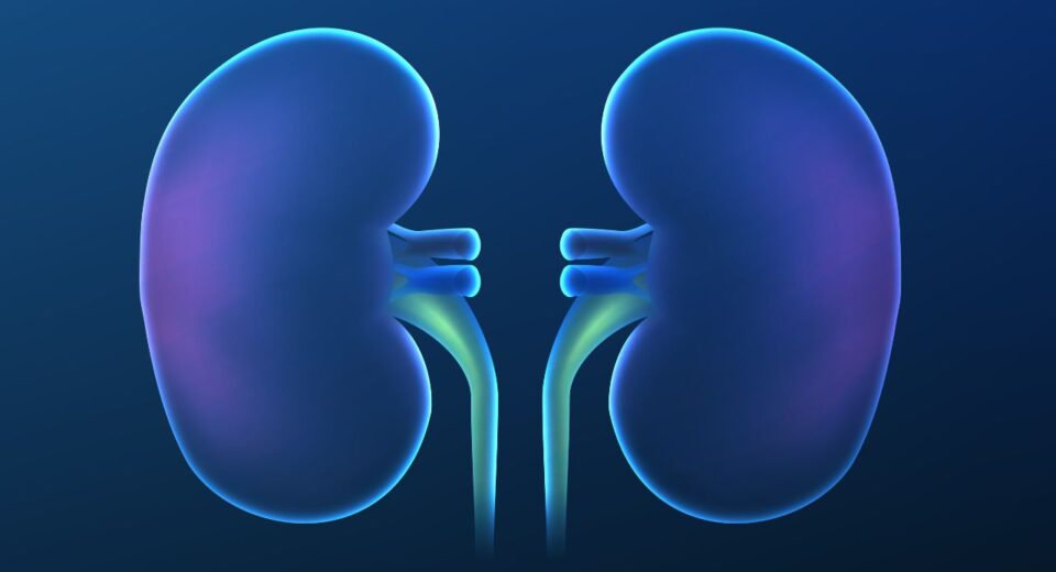 Kidney Detox What Science Really Reveals